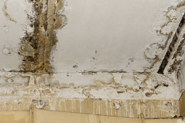 Best Environmental Consulting for Mold Prevention  in Pine Hill, NJ