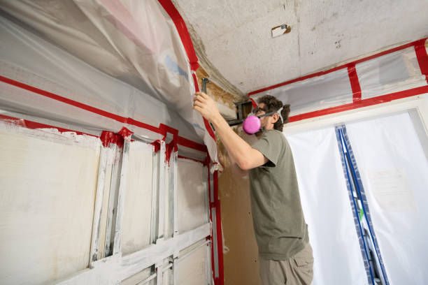 Best Mold Damage Restoration  in Pine Hill, NJ